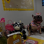 Honey is registered to the contest to win money with this photo: dog, french_bulldog, birthday, crown, party, costume, pet, animal, happy, tongue, portrait, table, plush_toy, bee, cow, gifts, wrapping_paper, birthday_cake, indoor, celebration