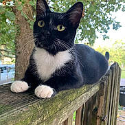 Lucy is registered to the contest to win money with this photo: cat, tuxedo_cat, animal, pet, fence, wood, moss, outdoor, tree, leaves, whiskers, paws, closeup, portrait, black_and_white_fur, greenery, nature, sunlight, curious, sitting