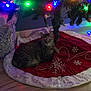 Molly joined the competition — help win amazing prizes! cat, tabby_cat, christmas_tree, tree_skirt, christmas_lights, ornament, holiday, festive, present, indoor, hardwood_floor, cozy, pet, resting, looking_at_camera, nighttime, red, green, bokeh, home_decor