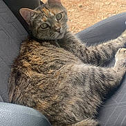 Molly is registered to the contest to win money with this photo: cat, tortoiseshell_cat, tabby, feline, pet, animal, car_seat, vehicle_interior, seatbelt_buckle, whiskers, ears, green_eyes, fur, paw, lounging, relaxed, portrait, closeup, outdoor_background, dirt_ground