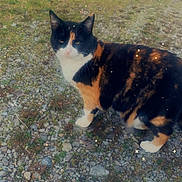 Luna joined the competition — help win amazing prizes! cat, calico_cat, feline, pet, outdoor, grass, gravel, white_paws, tri_color, whiskers, ears, portrait, ground, curious, standing, nature, animal, close_up, markings, sparkles