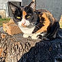 Luna is registered to the contest to win money with this photo: cat, calico_cat, feline, outdoor, tree_stump, brick, yellow_eyes, whiskers, fur, sunlight, shadow, porch, grass, paws, ears, close_up, sitting, domestic_animal, texture, nature