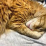 Ruckus is registered to the contest to win money with this photo: cat, orange_cat, ginger_cat, sleeping, fur, long_haired, whiskers, paw, ear, bed, blanket, bedding, cozy, nap, domestic_animal, pet, close_up, indoor, resting, cute