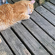 Ruckus is registered to the contest to win money with this photo: cat, orange_tabby, tabby_cat, sleeping, nap, fur, whiskers, porch, wooden_deck, planks, metal_bowl, pet, outdoor, close_up, relaxing, domestic_cat, feline, textured_wood, sunlight, rustic