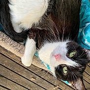 Furball is registered to the contest to win money with this photo: cat, tuxedo_cat, green_eyes, whiskers, pink_nose, black_fur, white_fur, paw, curled, cat_bed, blanket, wooden_deck, outdoor, pet, close_up, portrait, relaxed, fur_texture, ear, playful_gaze