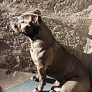 Ogee participe au concours pour gagner de l'argent avec cette photo : dog, sunlight, shadow, wall, texture, sitting, pet, outdoor, brown, muscular, canine, relaxed, quiet, calm, paw, floor, side_view, animal, daylight, resting