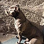 dog, sunlight, shadow, wall, texture, sitting, pet, outdoor, brown, muscular, canine, relaxed, quiet, calm, paw, floor, side_view, animal, daylight, resting