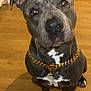 Ogee a rejoint le concours — aidez-le/la à gagner de superbes lots ! dog, pitbull, pet, indoor, wooden_floor, collar, gold_chain, white_markings, sitting, looking_up, ears_up, animal, mammal, domestic_animal, cute, companion, portrait, house, flooring, canine