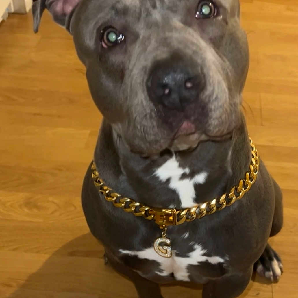 Ogee a rejoint le concours — aidez-le/la à gagner de superbes lots ! animal, canine, collar, companion, cute, dog, domestic_animal, ears_up, flooring, gold_chain, house, indoor, looking_up, mammal, pet, pitbull, portrait, sitting, white_markings, wooden_floor