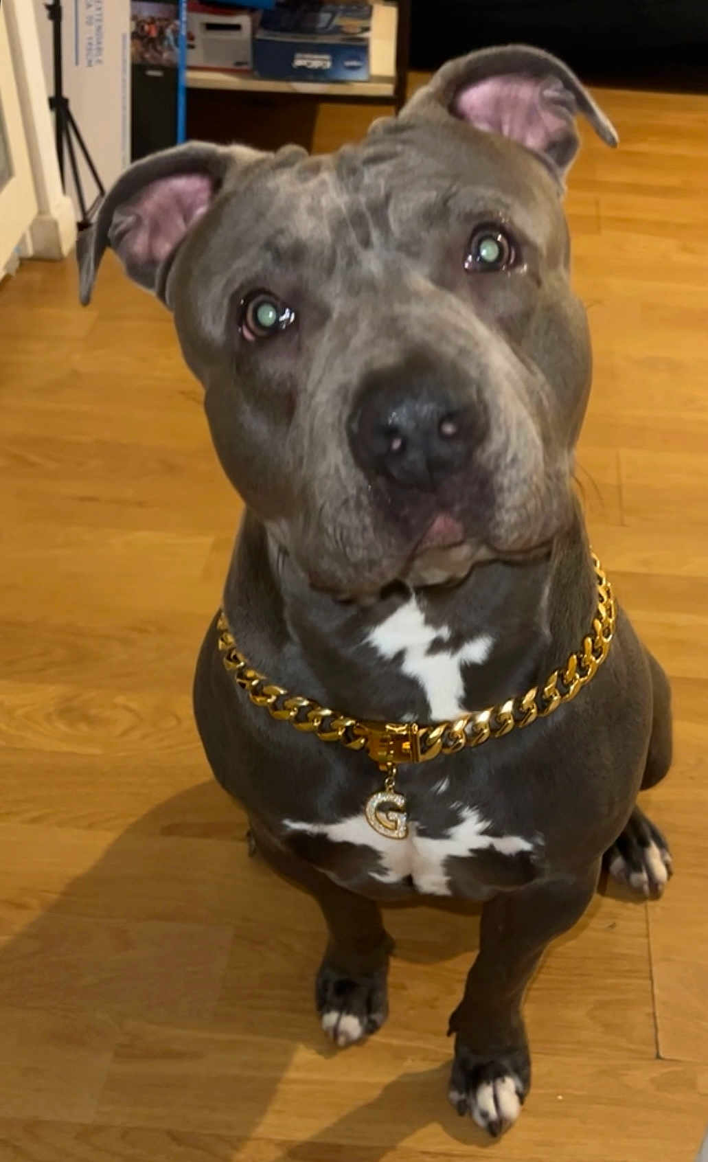Ogee a rejoint le concours — aidez-le/la à gagner de superbes lots ! dog, pitbull, pet, indoor, wooden_floor, collar, gold_chain, white_markings, sitting, looking_up, ears_up, animal, mammal, domestic_animal, cute, companion, portrait, house, flooring, canine