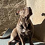 Ogee participe au concours pour gagner de l'argent avec cette photo : dog, pet, sitting, sunlight, mat, wall, shadow, outdoor, brown, white_markings, paw, ears, canine, looking_up, texture, daylight, animal, companion, alert, domestic