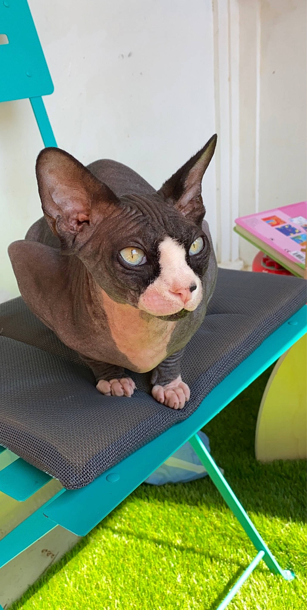 Paloma a rejoint le concours — aidez-le/la à gagner de superbes lots ! animal_figure, blue, carnivore, companion_dog, dog_breed, ear, fawn, felidae, fur, grass, pattern, rectangle, small_to_medium_sized_cats, snout, table, tail, terrestrial_animal, whiskers, working_animal