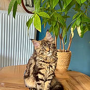 Amouche a rejoint le concours — aidez-le/la à gagner de superbes lots ! cat, tabby_cat, fluffy, sitting, wooden_table, potted_plant, green_leaves, interior, blue_wall, framed_picture, decor, houseplant, pet, feline, curious, indoor, cozy, fur, animal, table