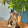 cat, tabby_cat, fluffy, sitting, wooden_table, potted_plant, green_leaves, interior, blue_wall, framed_picture, decor, houseplant, pet, feline, curious, indoor, cozy, fur, animal, table