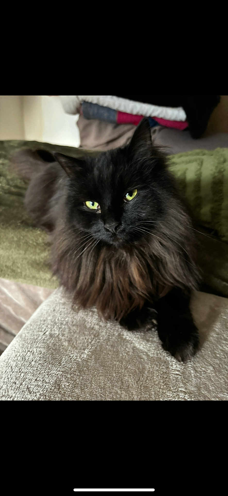Capsule a rejoint le concours — aidez-le/la à gagner de superbes lots ! cat, black_cat, fluffy, pet, animal, green_eyes, feline, indoor, cozy, blanket, fur, whiskers, resting, lying_down, cute, domestic_animal, soft_texture, close_up, portrait, relaxed