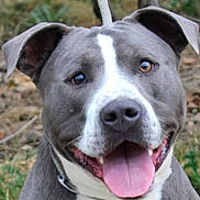 Atlas participe au concours pour gagner de l'argent avec cette photo : dog, pitbull, tongue_out, happy, pet, animal, outdoor, ears, face, closeup, canine, collar, smiling, friendly, nature, grass, muzzle, fur, expression, tongue