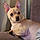 Tuffy