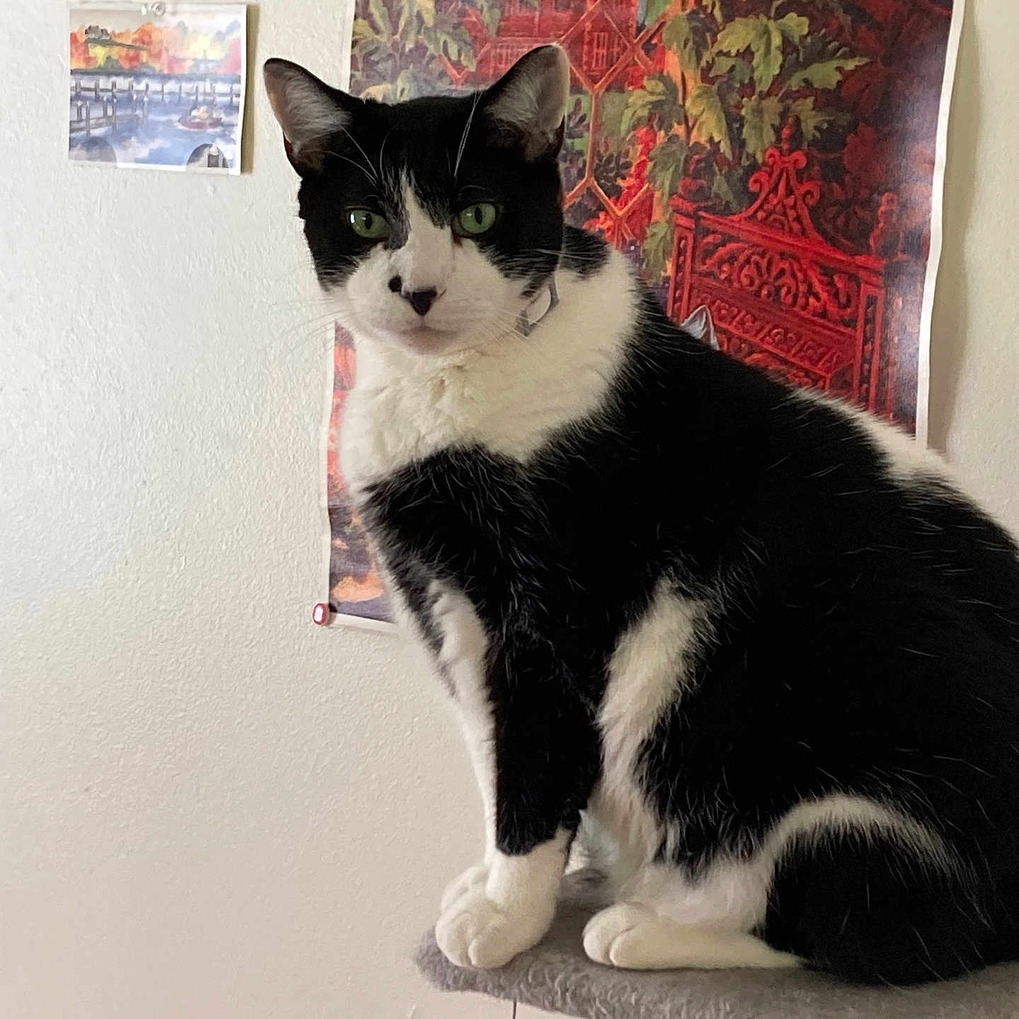 Luhan joined the competition — help win amazing prizes! animal, black_and_white, cat, cat_tree, cozy, curious, decor, domestic_cat, ears, feline, fur, green_eyes, indoor, perched, pet, portrait, sitting, tapestry, wall_art, whiskers