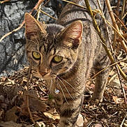 Maximus joined the competition — help win amazing prizes! alert, animal, branches, cat, close_up, collar, curious, daylight, dry_leaves, feline, ground, nature, outdoor, pet, stripes, sunlight, tabby, walking, whiskers, wildlife
