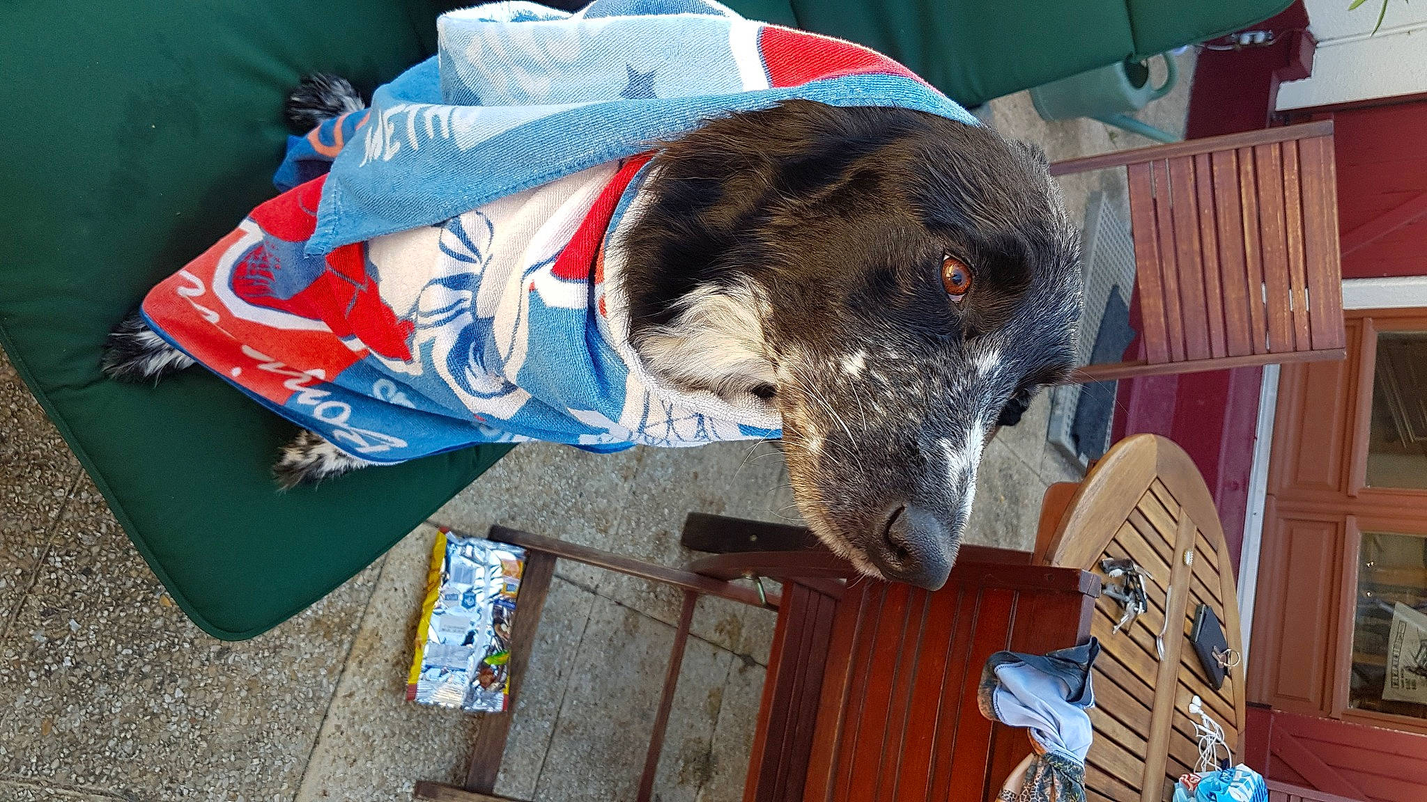 Gatsby participe au concours pour gagner de l'argent avec cette photo : canidae, carnivore, companion_dog, dog, dog_breed, german_shorthaired_pointer, sporting_group