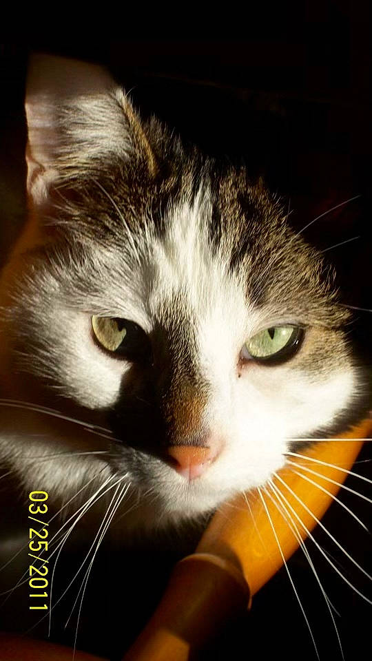 Monkey joined the competition — help win amazing prizes! carnivore, cat, close_up, comfort, domestic_short_haired_cat, eye, felidae, fur, hair, head, iris, photography, small_to_medium_sized_cats, snout, terrestrial_animal, whiskers