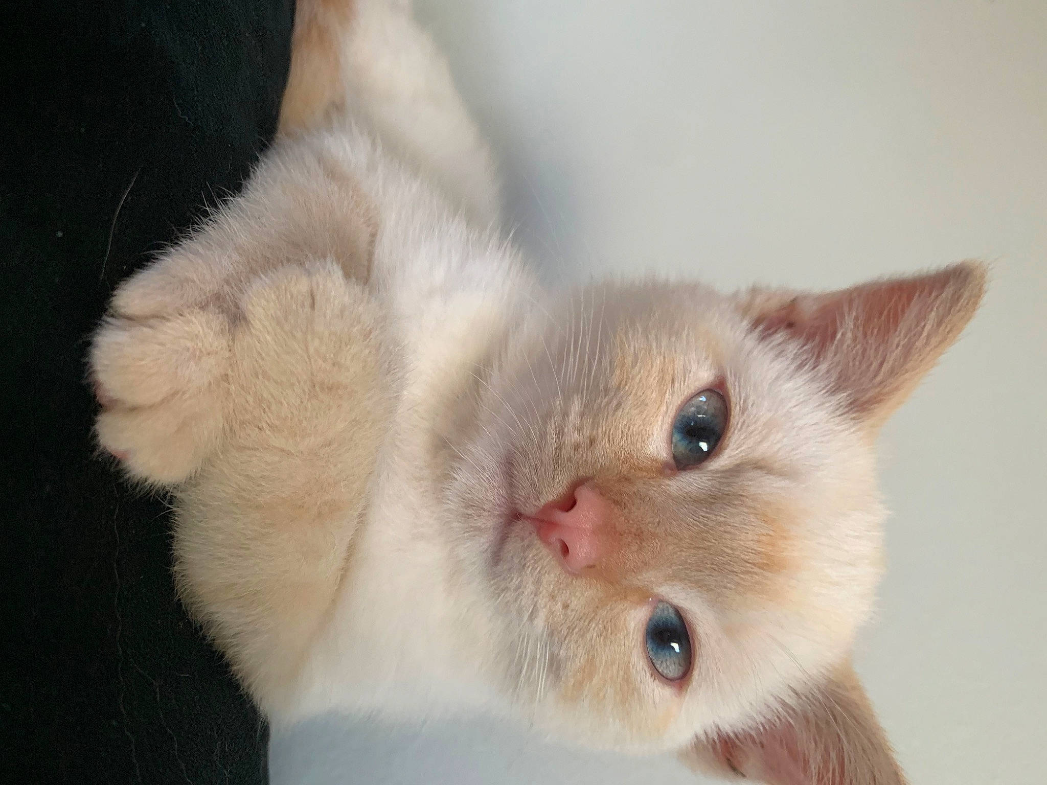 Ducky joined the competition — help win amazing prizes! carnivore, cat, domestic_short_haired_cat, ear, fawn, felidae, fur, iris, paw, small_to_medium_sized_cats, snout, tail, whiskers