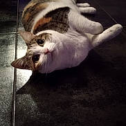 Lilou participe au concours pour gagner de l'argent avec cette photo : carnivoran, cat, cat_like_mammal, fur, kitten, paw, small_to_medium_sized_cats, snout, tail, whiskers
