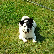 Levi joined the competition — help win amazing prizes! dog, grass, outdoor, pet, animal, black_and_white, lying_down, collar, nature, sunlight, canine, fur, mammal, small_dog, relaxed, daytime, greenery, playful, cute, domestic_animal