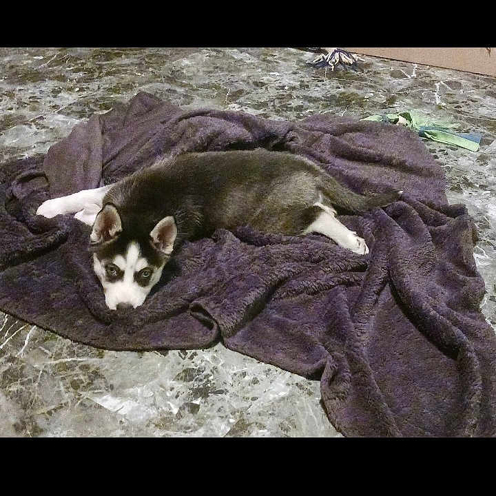 Luna Storm is registered to the contest to win money with this photo: animal, blanket, canine, chihuahua, dog, eskimodog, homedecor, husky, laundry, linen, person, pet, puppy, quilt, sleeping, towel, velvet