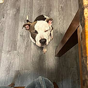 Dior is registered to the contest to win money with this photo: dog, pet, indoor, floor, wooden_floor, brown, white, animal, cute, sitting, waiting, table_leg, blanket, cozy, fur, close_up, companion, domestic, calm, home