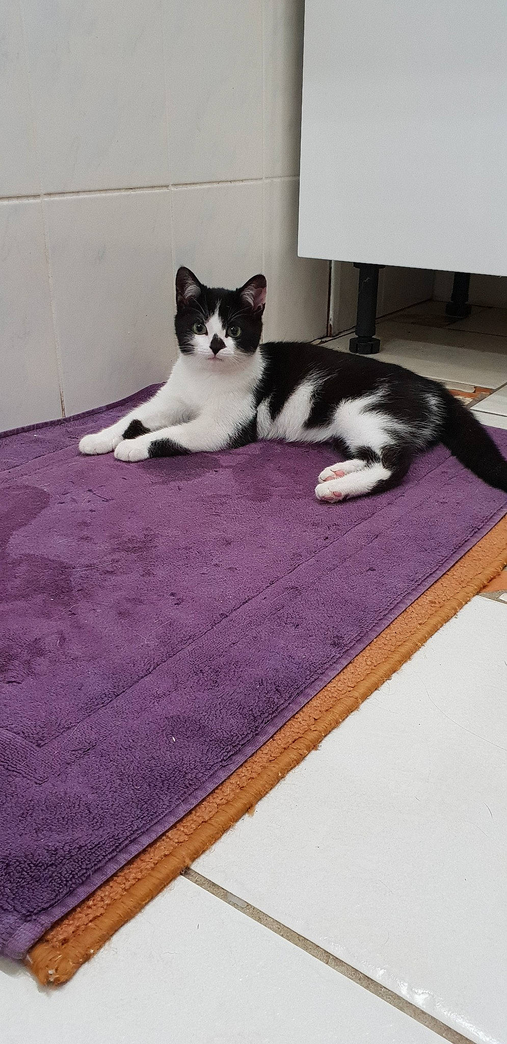 Brioche a rejoint le concours — aidez-le/la à gagner de superbes lots ! carnivore, cat, domestic_short_haired_cat, european_shorthair, felidae, floor, flooring, fur, furniture, hardwood, kitten, mat, paw, polydactyl_cat, small_to_medium_sized_cats, table, tail, whiskers, white