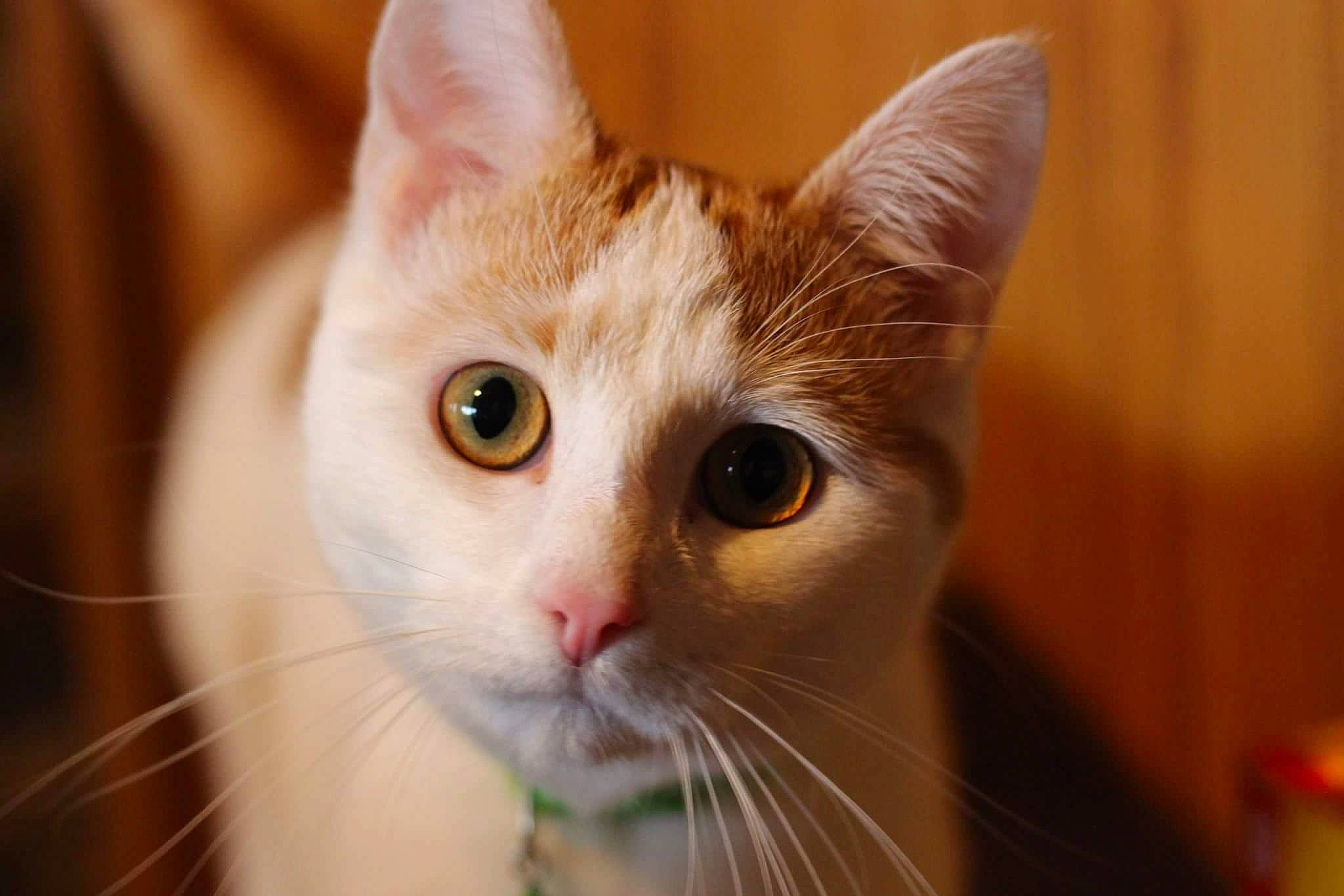 Moustache a rejoint le concours — aidez-le/la à gagner de superbes lots ! aegean_cat, asian, carnivore, cat, close_up, domestic_short_haired_cat, ear, european_shorthair, eye, felidae, fur, iris, kitten, mammal, nose, small_to_medium_sized_cats, snout, turkish_van, vertebrate, whiskers