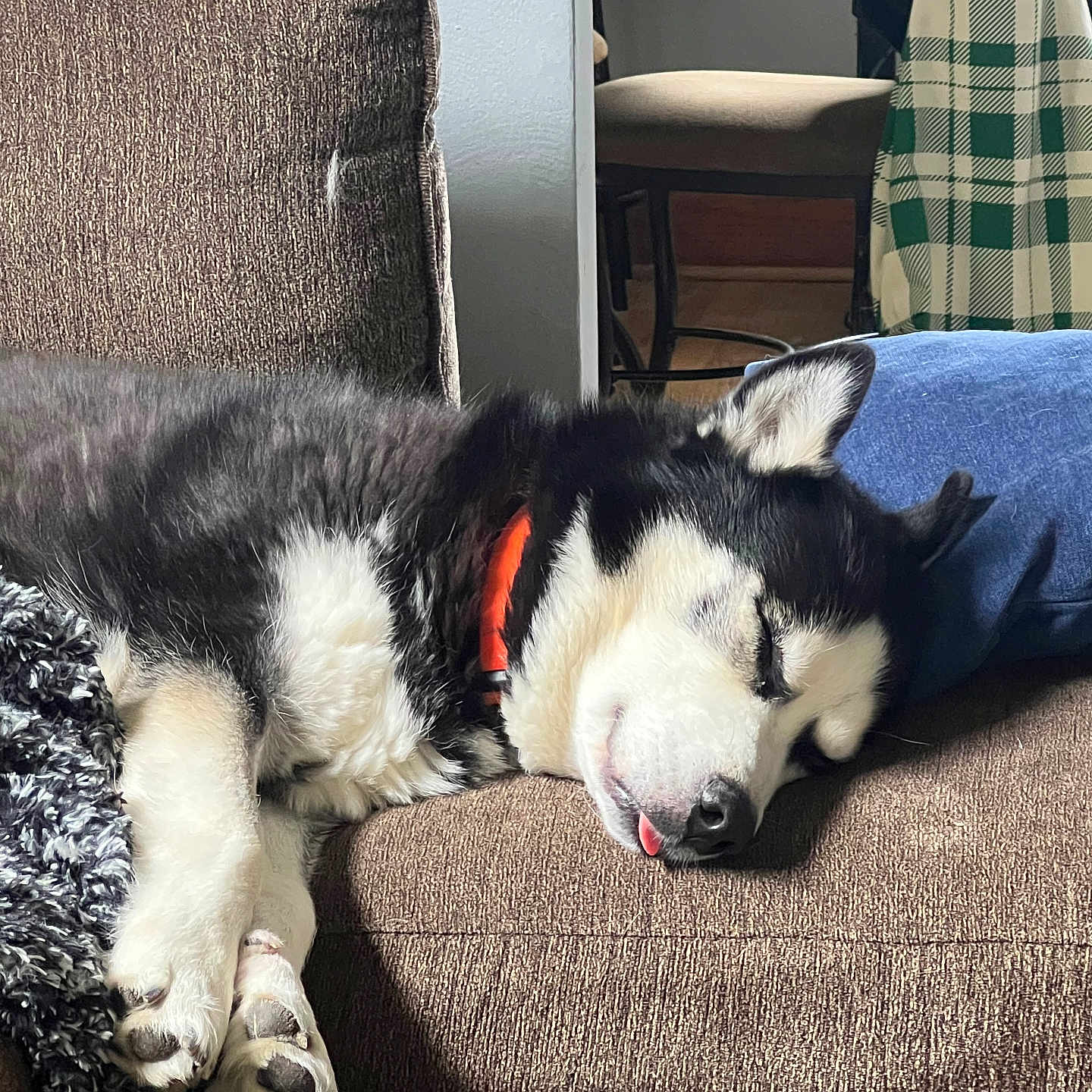 Koda is registered to the contest to win money with this photo: accessories, animal, architecture, armchair, bag, building, canine, chair, couch, cushion, dog, furniture, handbag, homedecor, husky, indoors, livingroom, pet, puppy, room