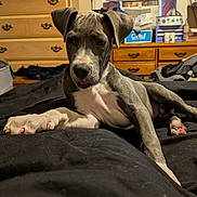 Dixie joined the competition — help win amazing prizes! puppy, dog, gray_dog, white_dog, lying_down, bed, blanket, indoor, furniture, dresser, window, curtain, household_items, head_tilt, paw, floor, room, relaxed, pet, canine