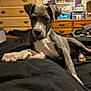 puppy, dog, gray_dog, white_dog, lying_down, bed, blanket, indoor, furniture, dresser, window, curtain, household_items, head_tilt, paw, floor, room, relaxed, pet, canine