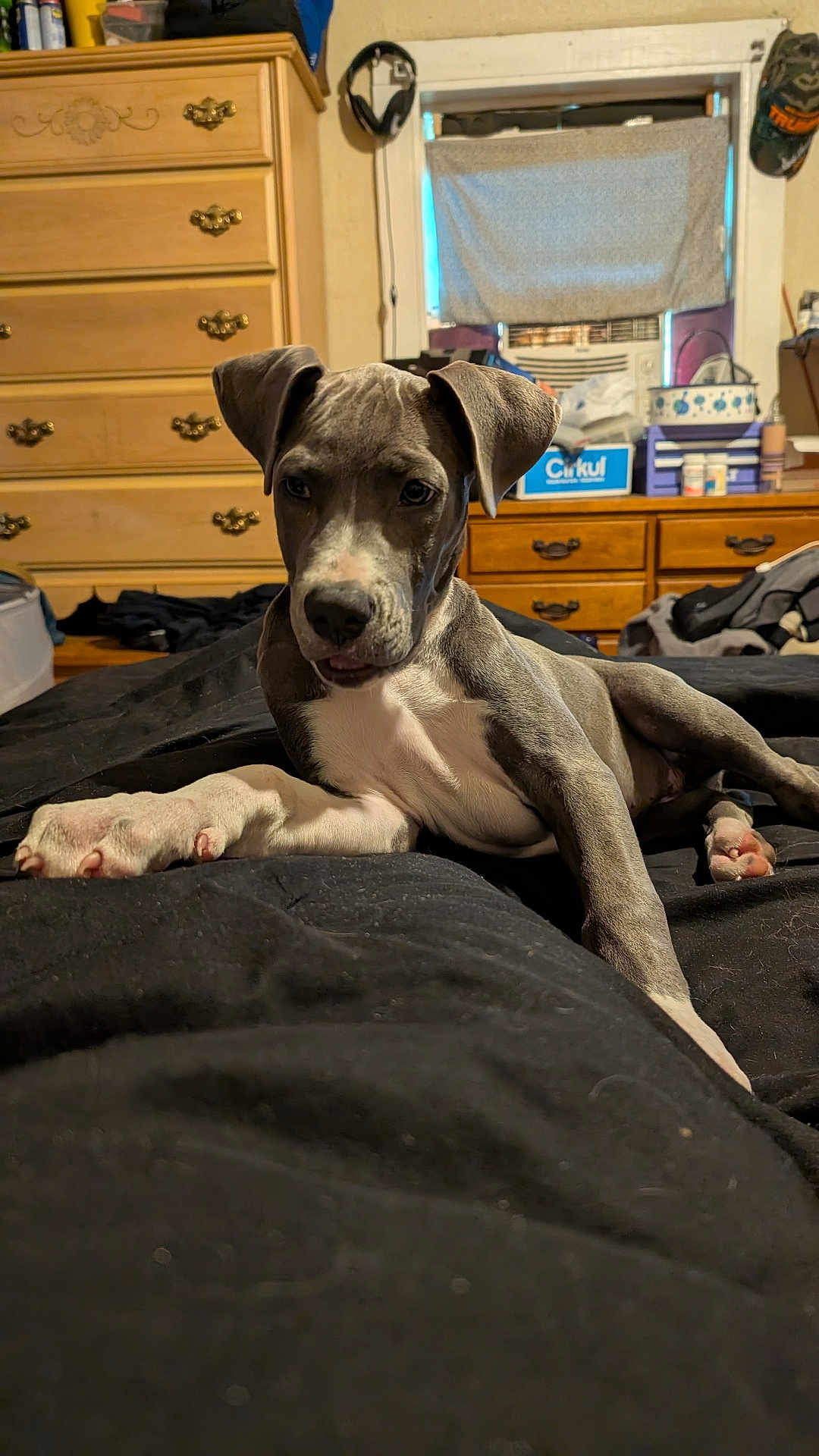 Dixie joined the competition — help win amazing prizes! puppy, dog, gray_dog, white_dog, lying_down, bed, blanket, indoor, furniture, dresser, window, curtain, household_items, head_tilt, paw, floor, room, relaxed, pet, canine
