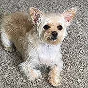 Wilma Or Willie joined the competition — help win amazing prizes! dog, pet, canine, fur, carpet, indoors, animal, cute, small_dog, ears, lying_down, attention, brown_fur, white_fur, domestic_animal, companion, looking, face, front_paws, friendly