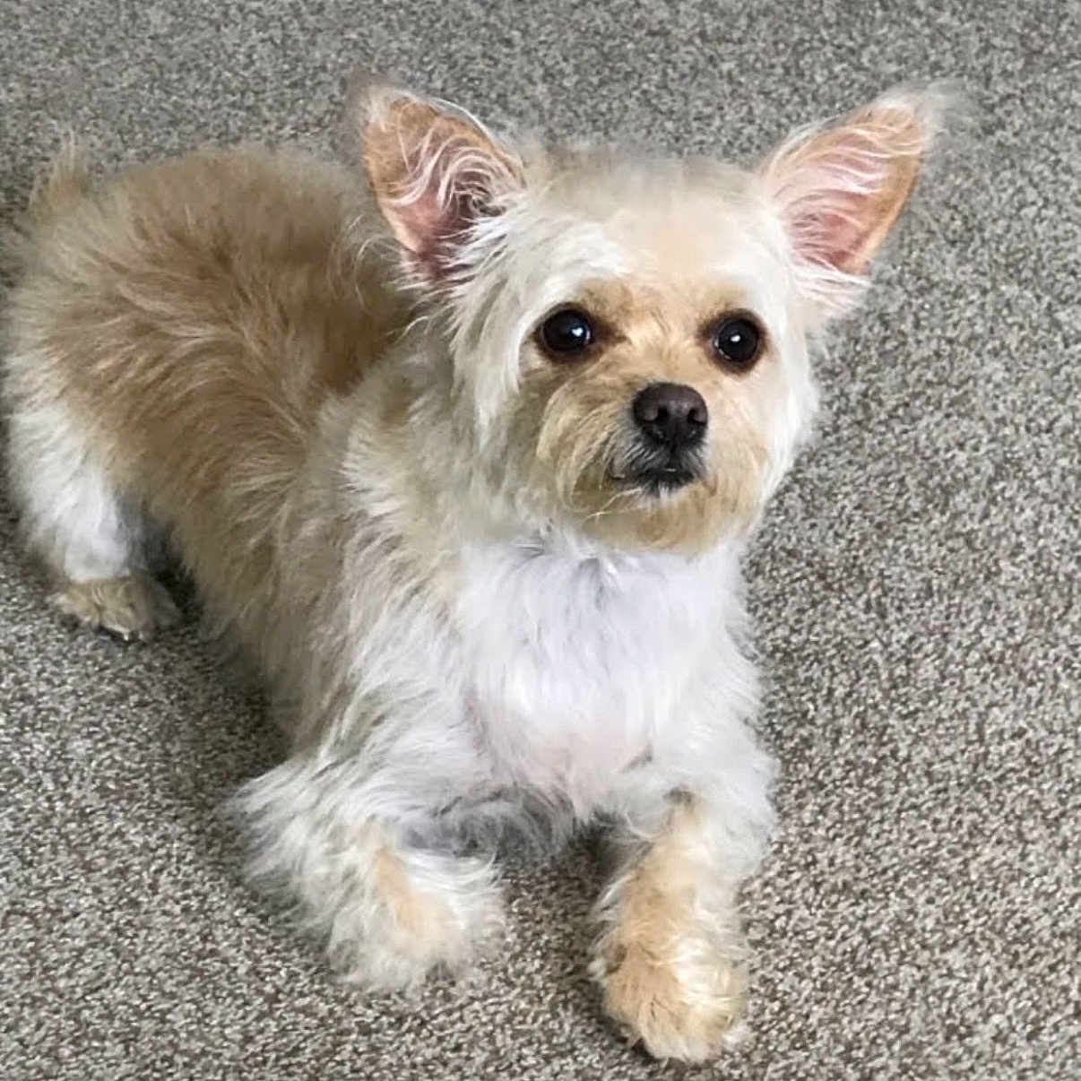 Wilma Or Willie joined the competition — help win amazing prizes! animal, attention, brown_fur, canine, carpet, companion, cute, dog, domestic_animal, ears, face, friendly, front_paws, fur, indoors, looking, lying_down, pet, small_dog, white_fur