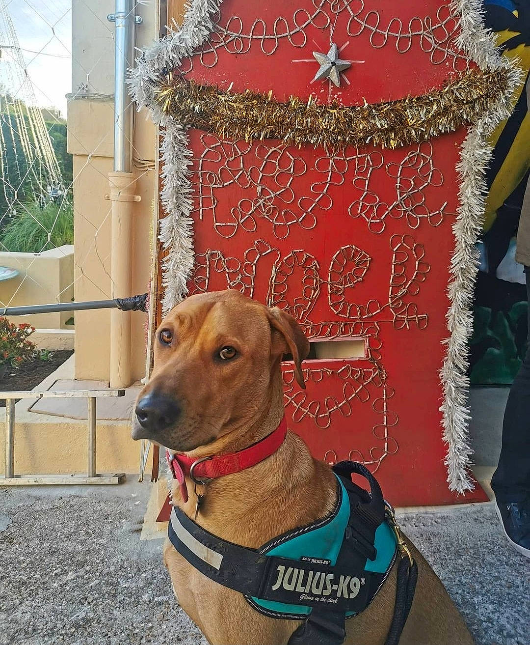 Doug a rejoint le concours — aidez-le/la à gagner de superbes lots ! canidae, carnivore, collar, companion_dog, dog, dog_breed, dog_collar, dog_supply, event, fashion_accessory, fawn, leash, liver, pattern, pet_supply, plant, sighthound, snout, sporting_group, working_animal