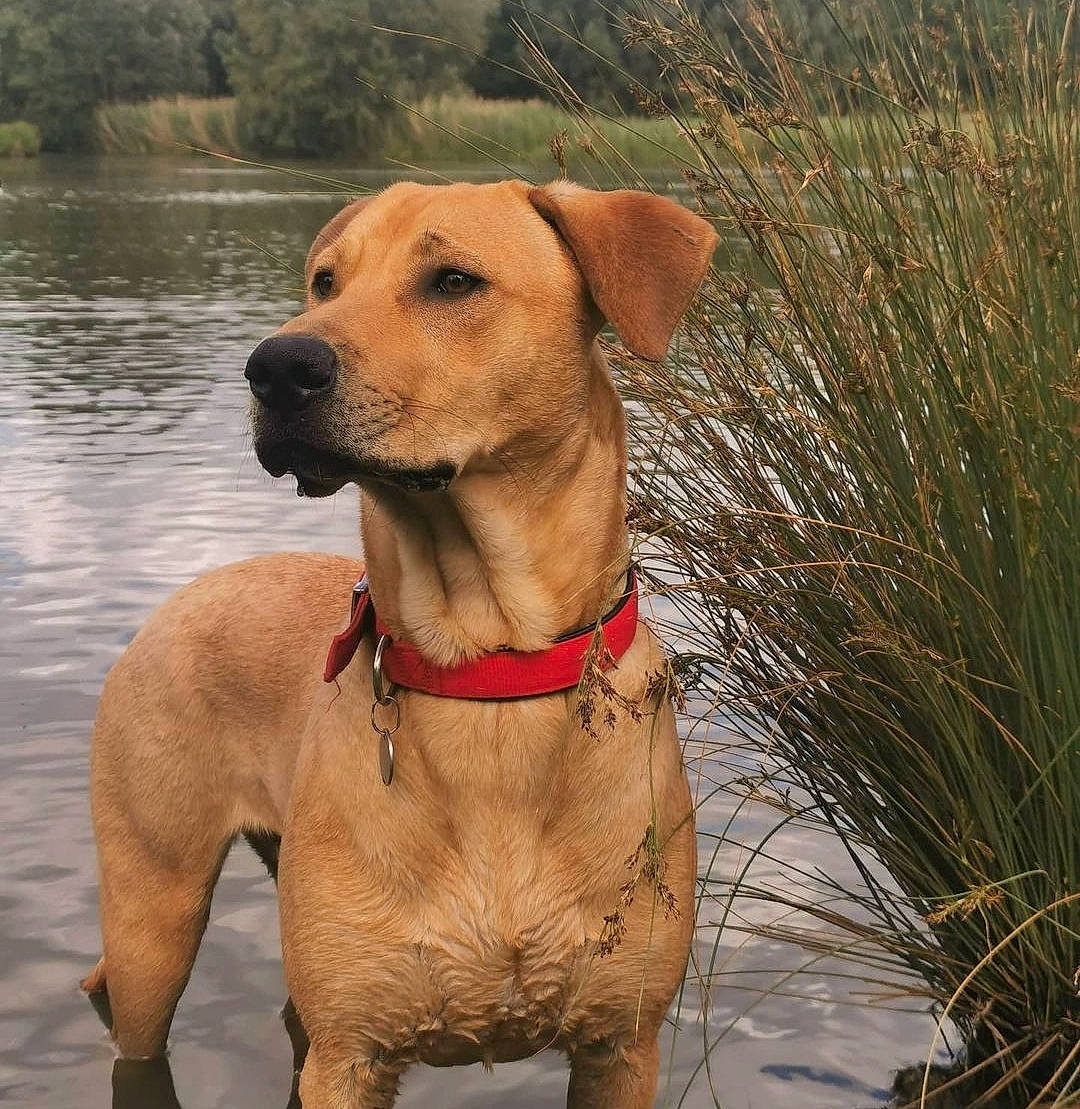 Doug a rejoint le concours — aidez-le/la à gagner de superbes lots ! canidae, carnivore, collar, companion_dog, dog, dog_breed, dog_collar, dog_supply, fawn, gun_dog, lake, leash, liver, pet_supply, plant, snout, sporting_group, water, whiskers, working_animal