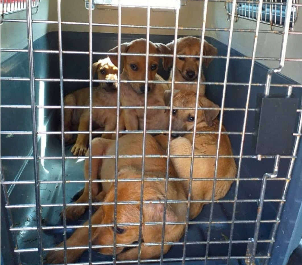 Doug a rejoint le concours — aidez-le/la à gagner de superbes lots ! animal_shelter, canidae, carnivore, companion_dog, dog, dog_breed, dog_crate, dog_supply, fawn, fur, kennel, liver, mesh, pet_supply, pomeranian, service, snout, sporting_group, terrestrial_animal, working_animal