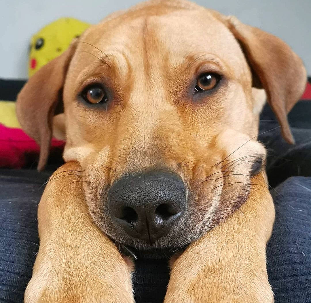 Doug participe au concours pour gagner de l'argent avec cette photo : canidae, carnivore, companion_dog, dog, dog_breed, ear, eye, fawn, fur, gun_dog, head, hunting_dog, paw, snout, sporting_group, whiskers, wildlife, working_animal, working_dog