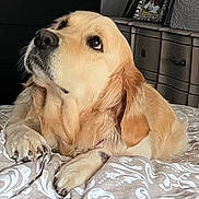 Shelby a rejoint le concours — aidez-le/la à gagner de superbes lots ! animal, bed, blanket, canine, companion, cozy, dog, domestic, dresser, fur, furniture, golden_retriever, home, indoor, looking_up, lying_down, paws, pet, photo_frame, relaxed
