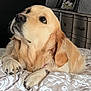 animal, bed, blanket, canine, companion, cozy, dog, domestic, dresser, fur, furniture, golden_retriever, home, indoor, looking_up, lying_down, paws, pet, photo_frame, relaxed