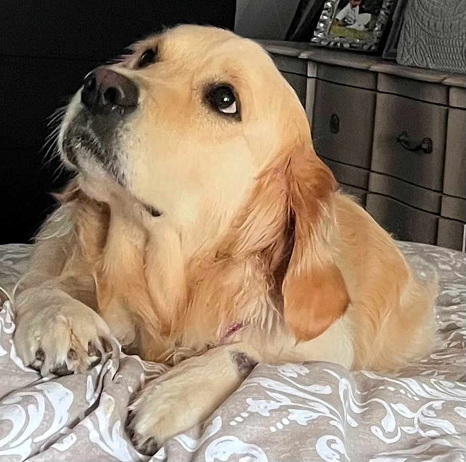 Shelby a rejoint le concours — aidez-le/la à gagner de superbes lots ! animal, bed, blanket, canine, companion, cozy, dog, domestic, dresser, fur, furniture, golden_retriever, home, indoor, looking_up, lying_down, paws, pet, photo_frame, relaxed