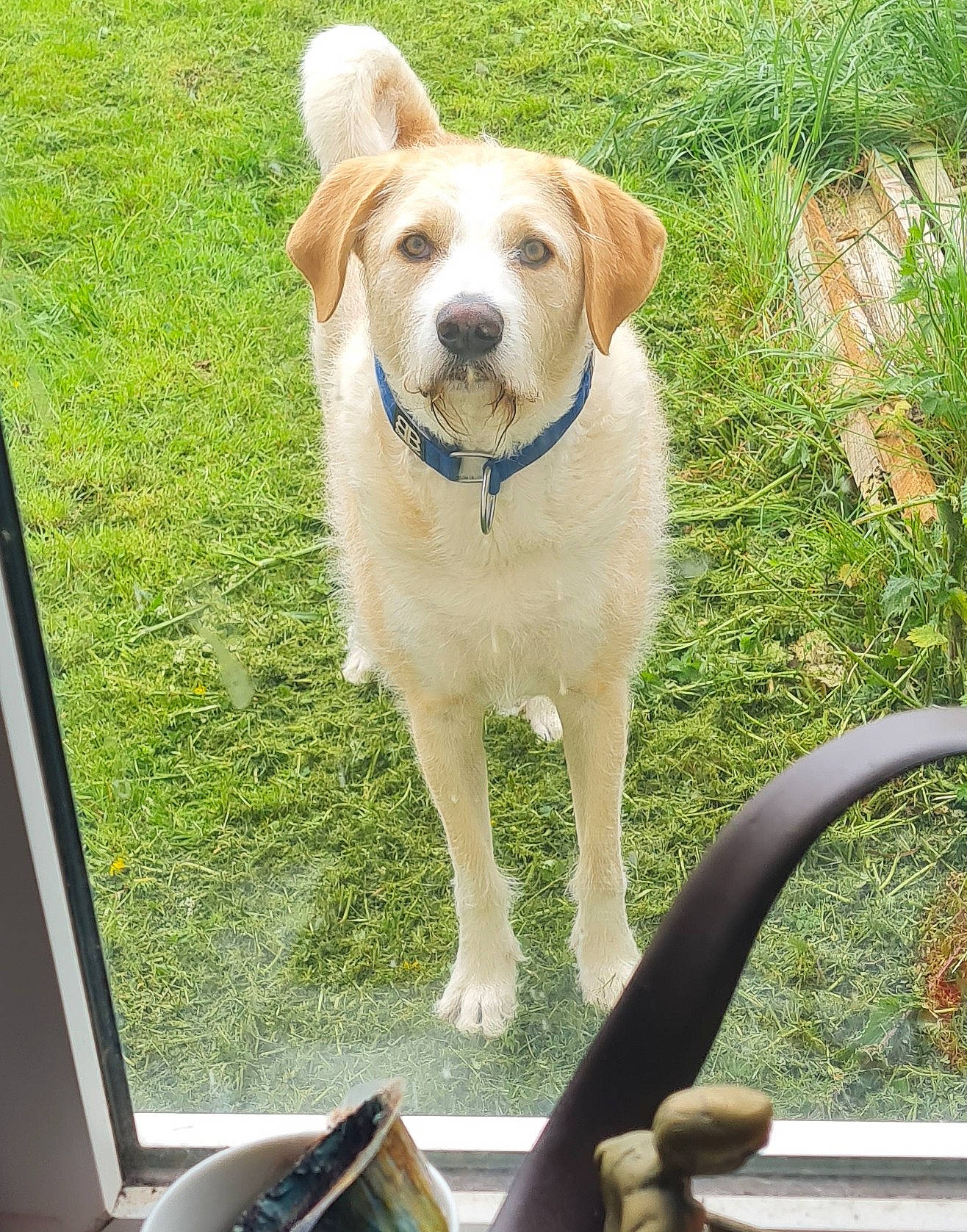 Duke is registered to the contest to win money with this photo: automotive_mirror, automotive_window_part, canidae, carnivore, chair, collar, companion_dog, dog, dog_breed, dog_collar, fawn, grass, outdoor_furniture, plant, rectangle, sporting_group, steering_wheel, tail, vehicle_door, windshield