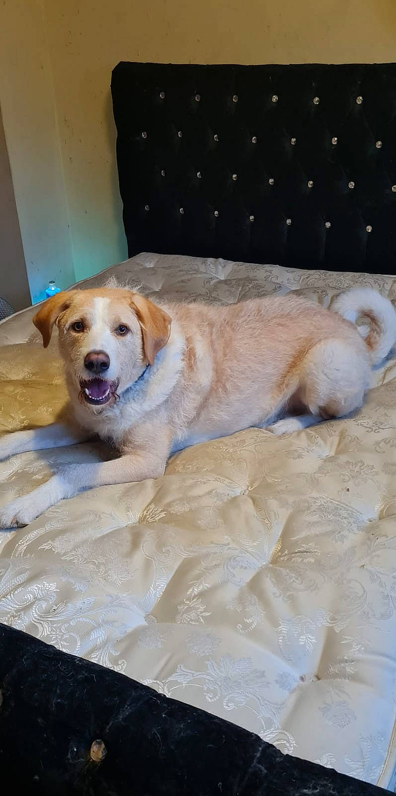 Duke is registered to the contest to win money with this photo: canidae, carnivore, chair, comfort, companion_dog, couch, dog, dog_breed, dog_supply, door, fawn, flooring, fur, paw, pet_supply, plant, retriever, room, sporting_group, whiskers