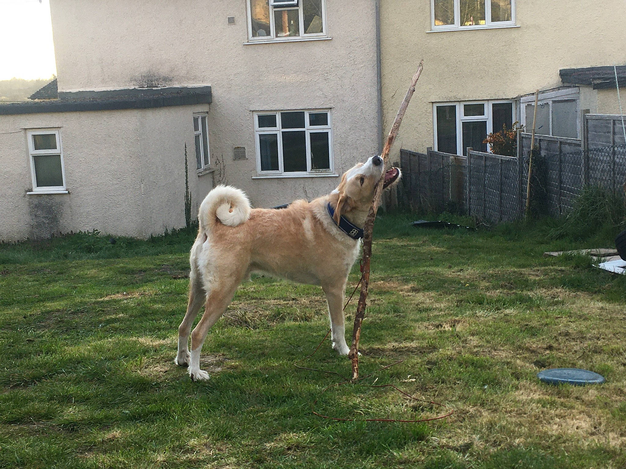 Duke is registered to the contest to win money with this photo: backyard, building, canidae, carnivore, companion_dog, dog, dog_breed, door, fawn, fixture, grass, house, non_sporting_group, sporting_group, tail, terrestrial_animal, window, working_animal, working_dog, yard