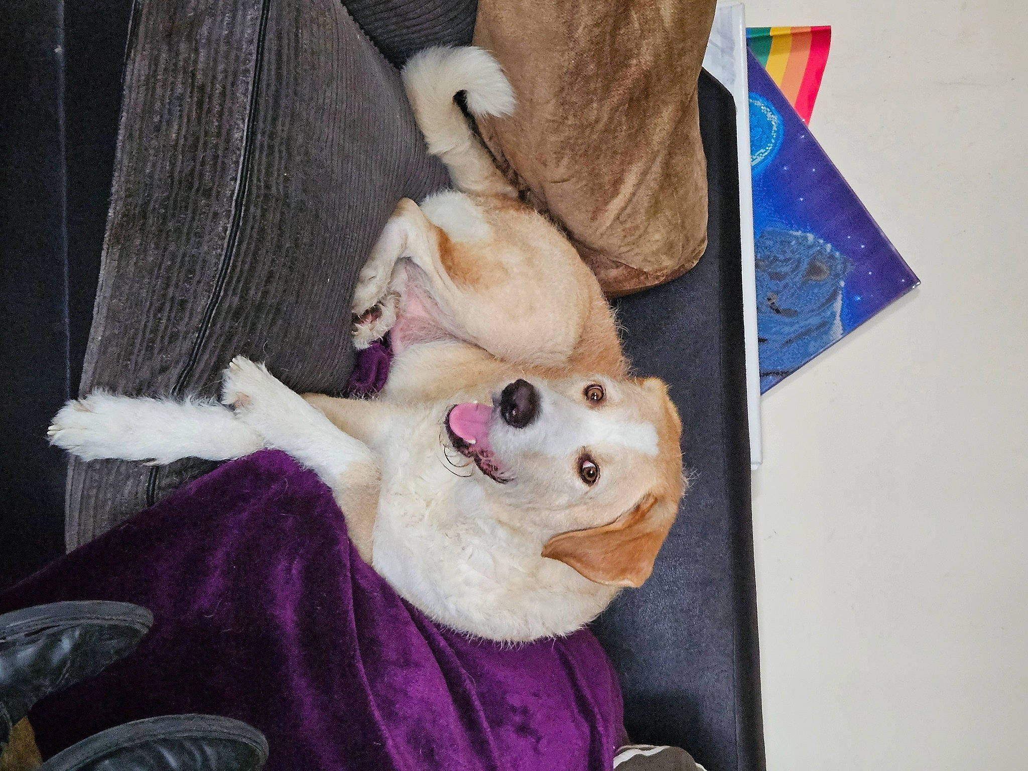 Duke is registered to the contest to win money with this photo: canidae, carnivore, collar, companion_dog, dog, dog_breed, dog_supply, fawn, felidae, fur, non_sporting_group, paw, plush, small_to_medium_sized_cats, stuffed_toy, tail, toy, toy_dog, whiskers, working_animal