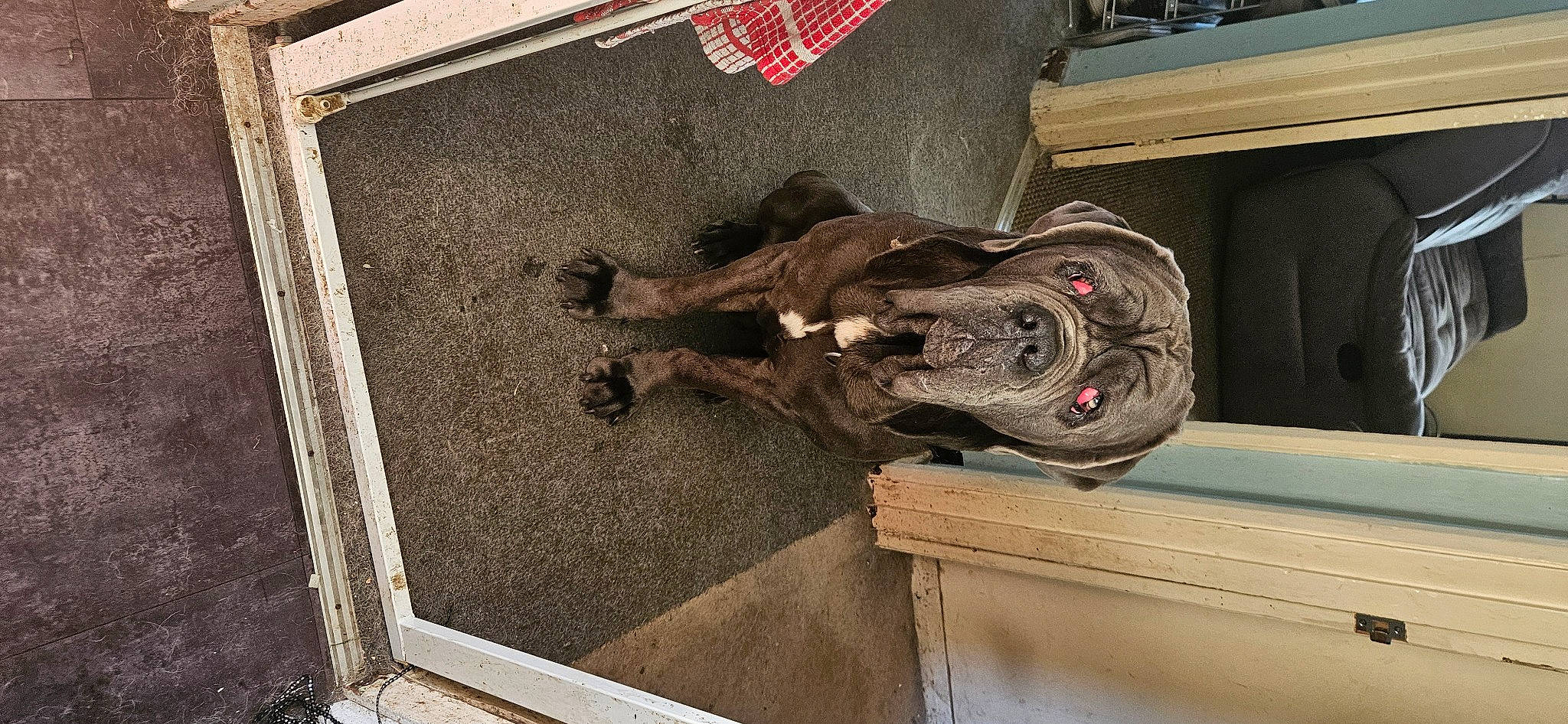 Henry is registered to the contest to win money with this photo: art, carmine, concrete, facade, floor, flooring, hardwood, metal, room, sculpture, soil, statue, visual_arts, wood